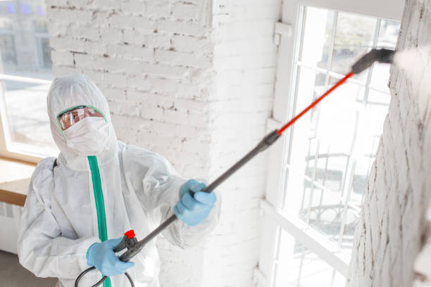 Best Black Mold Removal  in Seward, AK