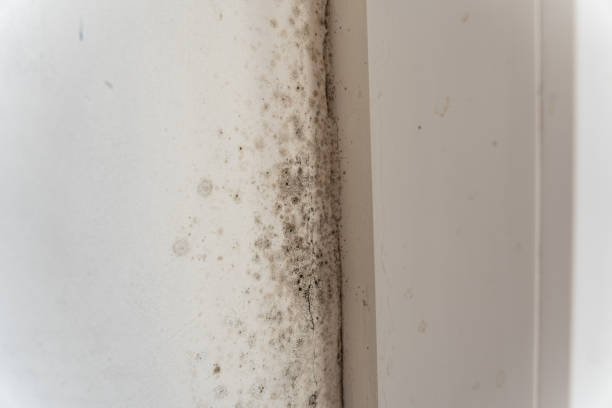 Mold Removal for HVAC Installations in Seward, AK