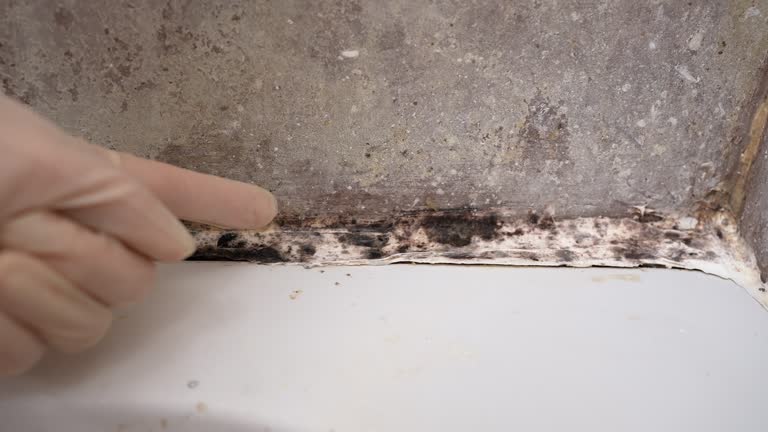 Best Attic Mold Removal  in Seward, AK