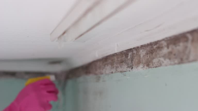 Best Post-Remediation Verification Testing  in Seward, AK